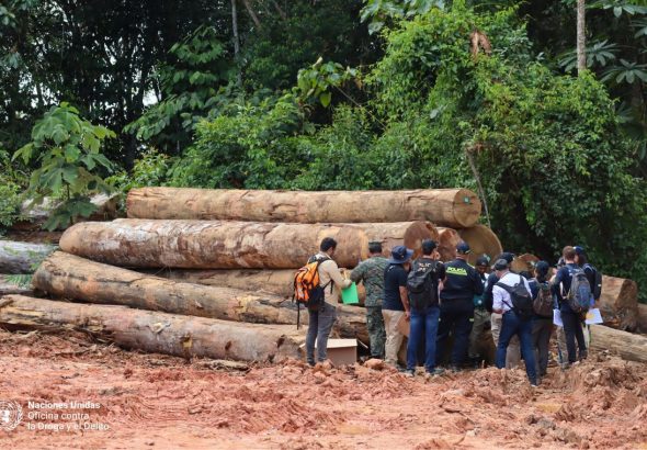 Cooperación contra deforestación