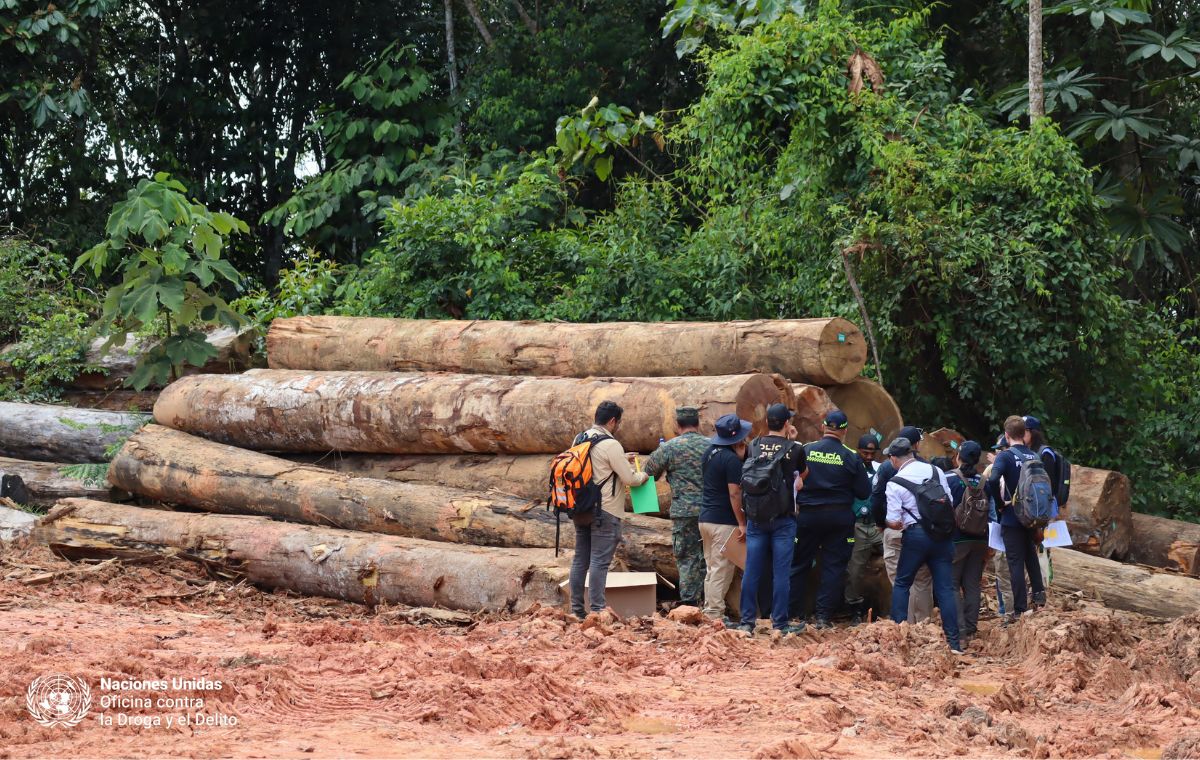 Cooperación contra deforestación